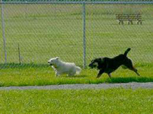 Pigeon Forge dog parks, walk with your dog in Pigeon Forge, TN